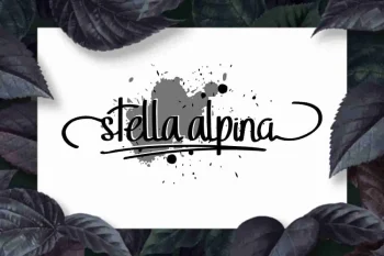 StellaAlpina Graffiti Hand-drawing Font TRIO