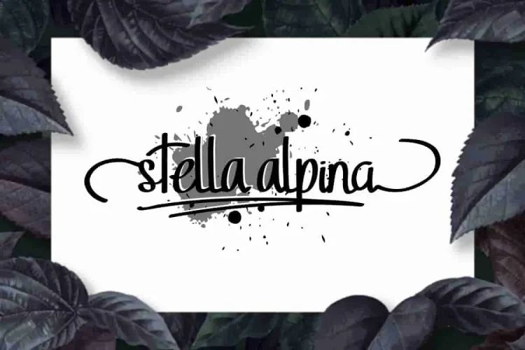 StellaAlpina Graffiti Hand-drawing Font TRIO