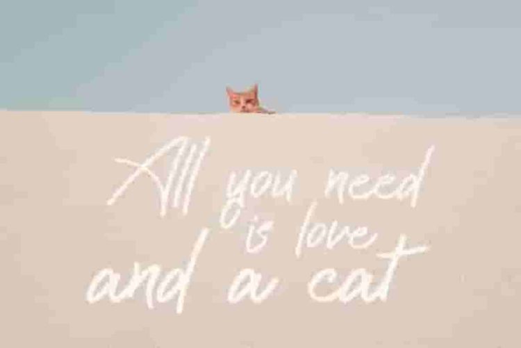 Cattily Calligraphy Script Font